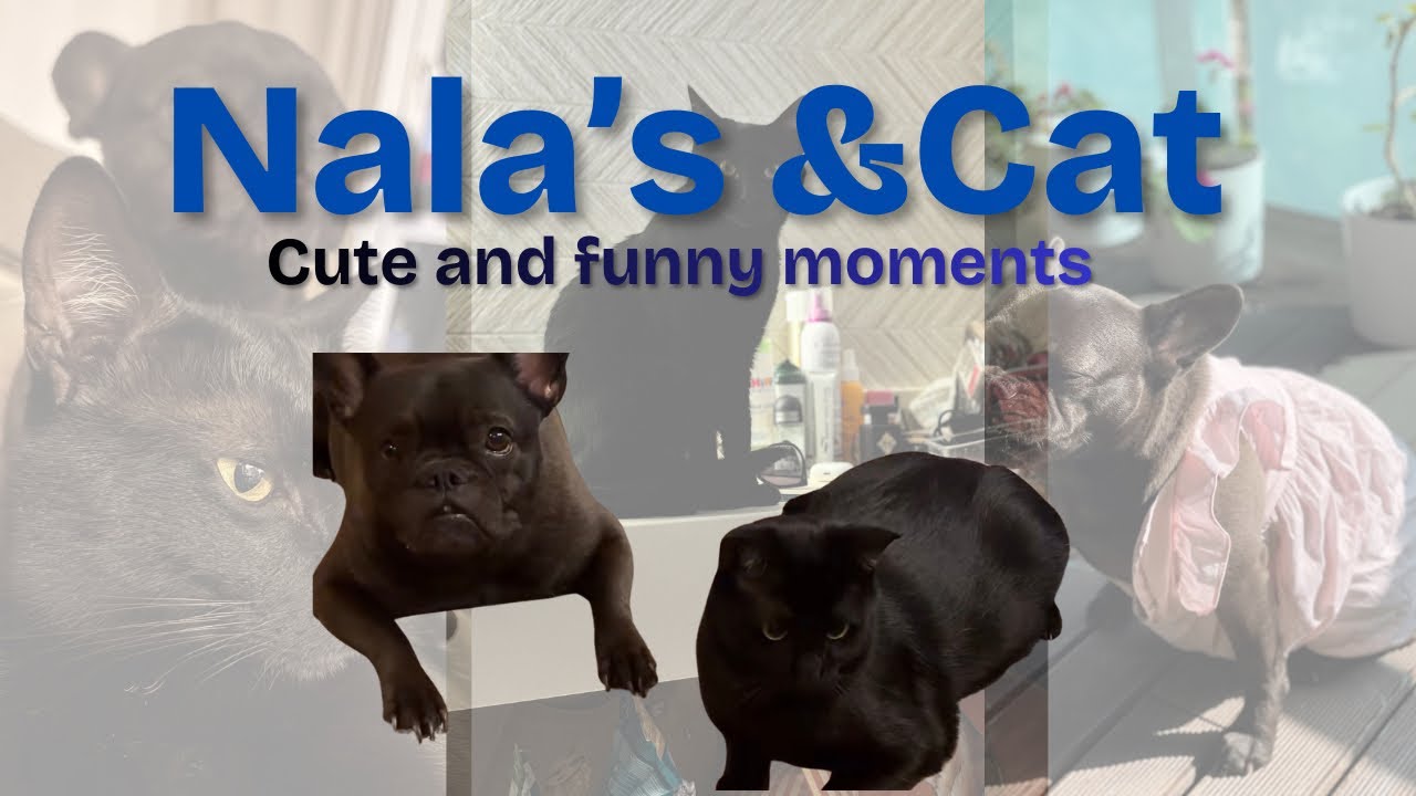 🐶 Nala the French Bulldog & Her Cat Bestie 🐱 | Funniest & Cutest Moments Ever!