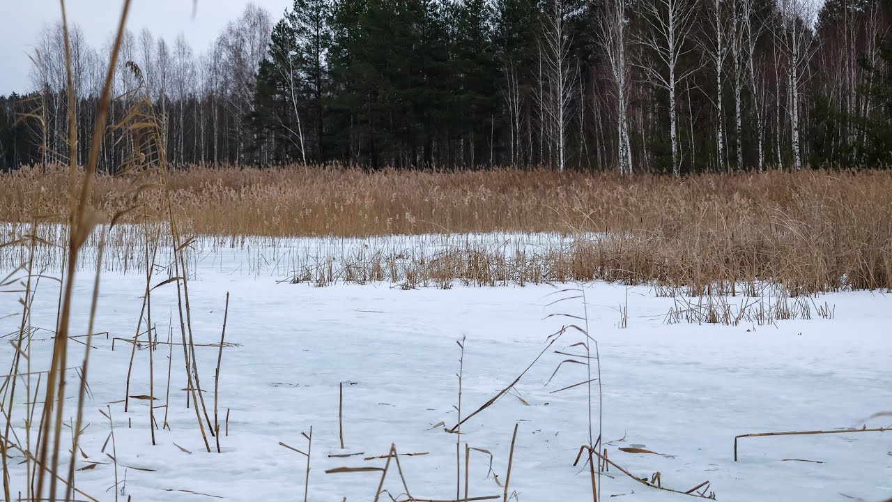 Спортивна Мормишка серед кілометрів очерету в глуші Полісся.Риби тут Багато