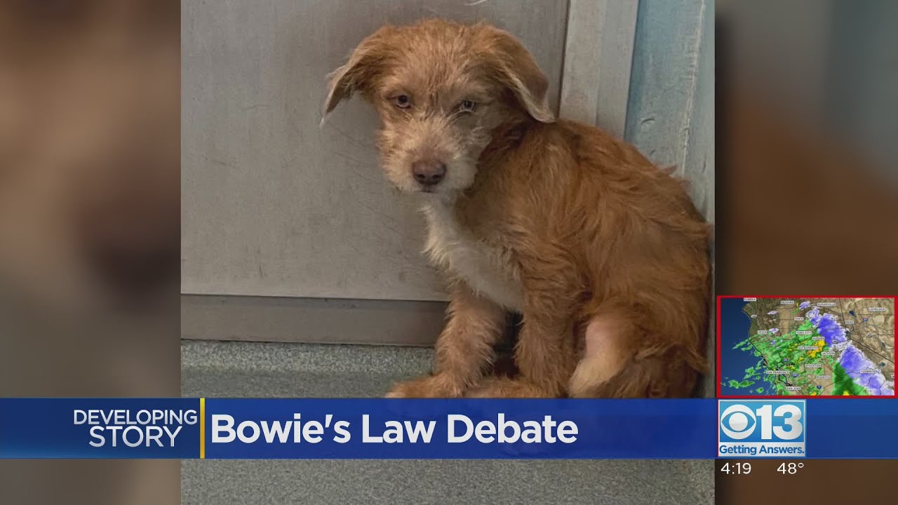 Proposed legislation aims to prevent healthy animals in shelters from being euthanized without notic