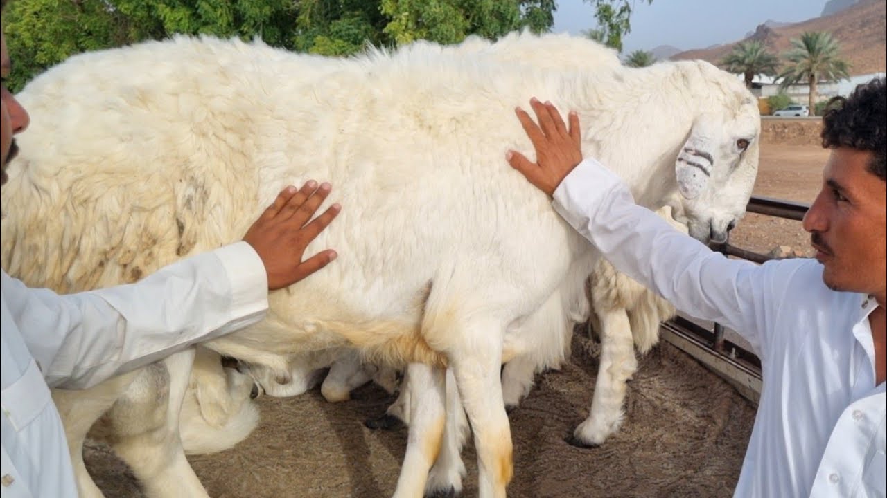 أسعار الأضاحي في المدينة المنورة🇸🇦 كيف كانت الأسعار لعام ١٤٤٤ هجري🐏🐑