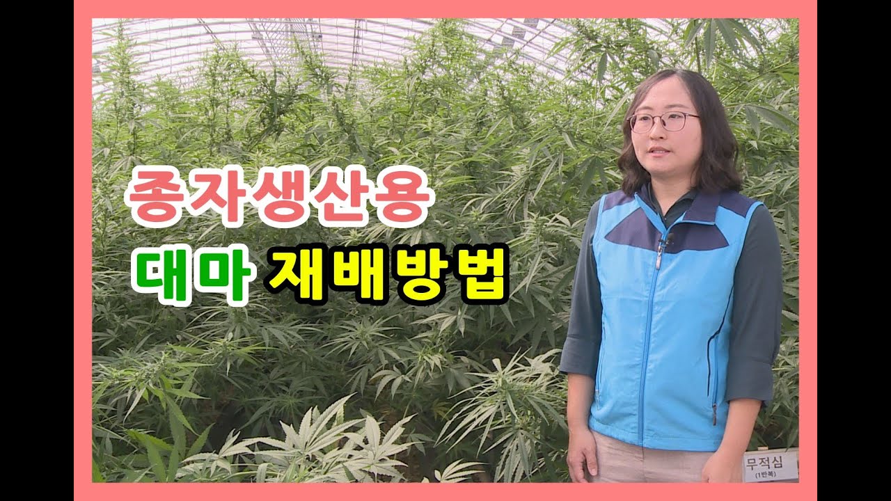 종자생산용 대마 재배방법