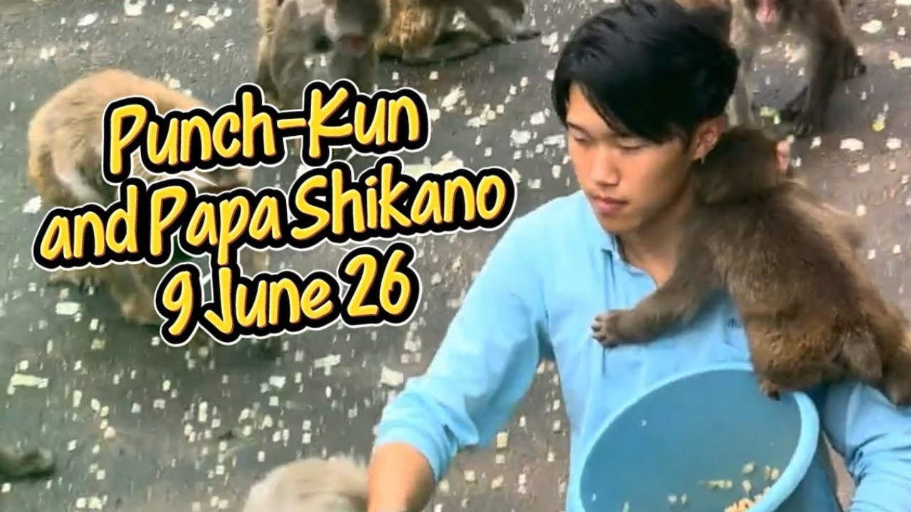 Punch-Kun and Papa Shikano Update 6June26 #punch #zookeeper #ichikawa #zoo 