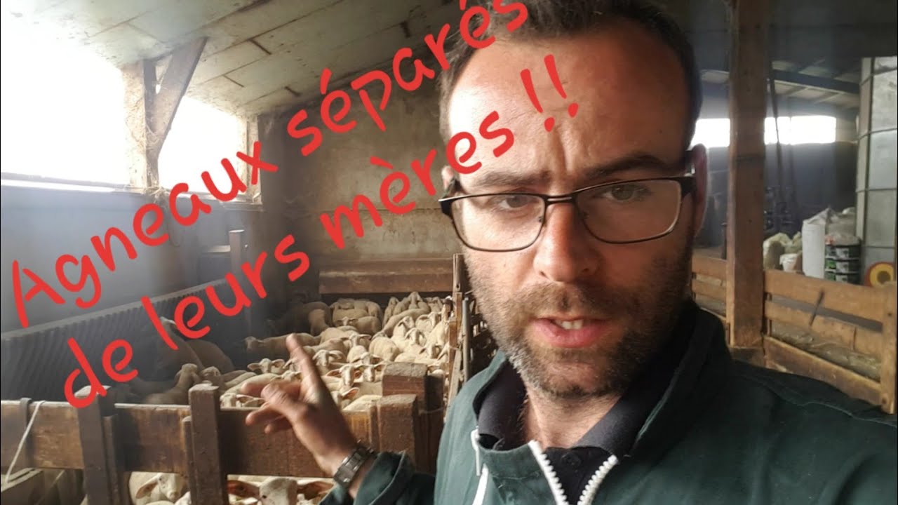 Agneaux s&eacute;par&eacute; de leurs m&egrave;res pourquoi ?