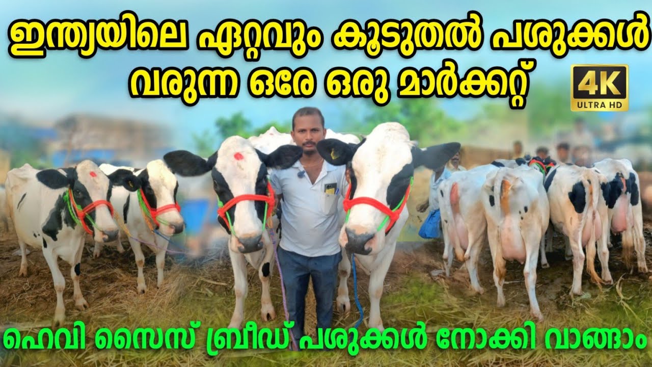 Biggest Cow Market in India|Cow Market | Biggest cow Purchased Day |Erode Cow Market Malayalam