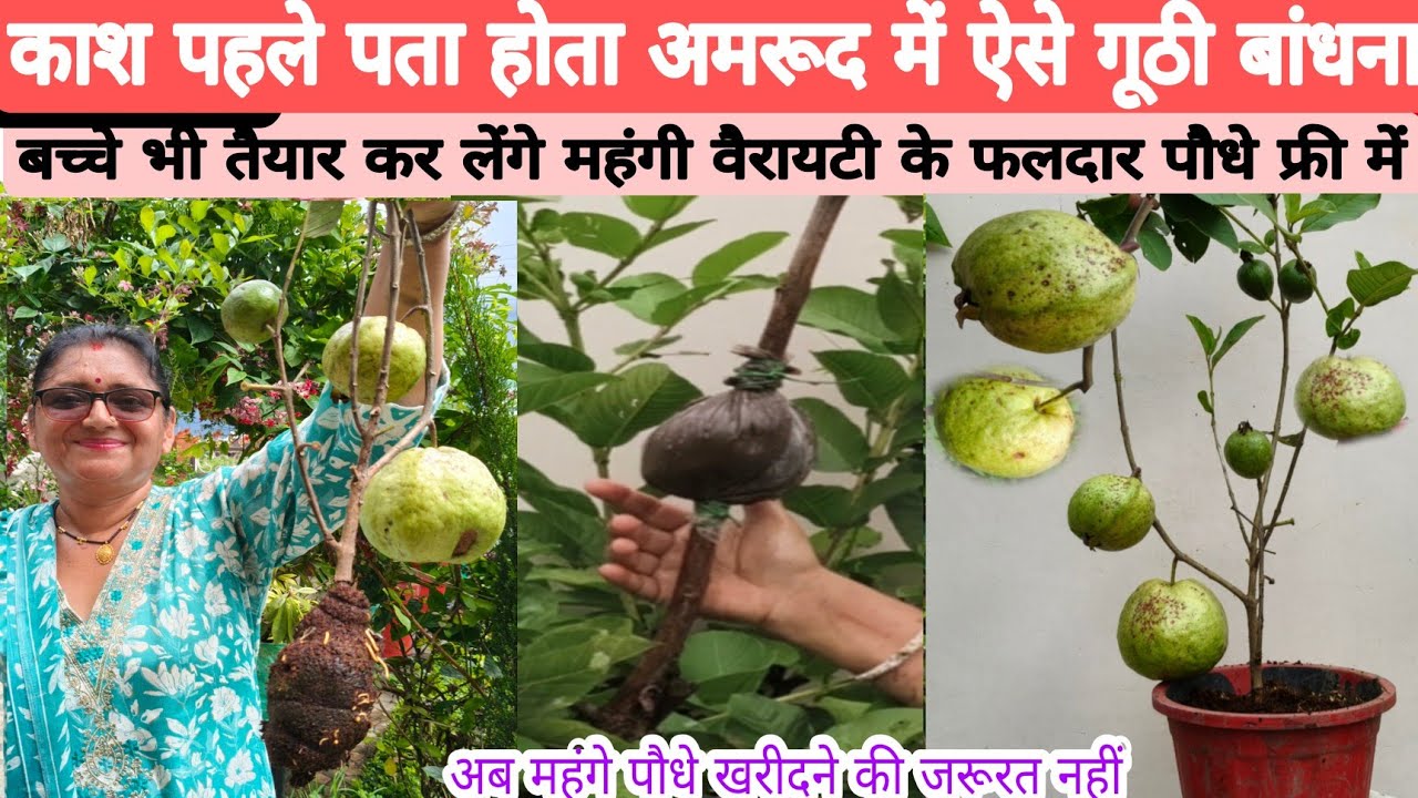 अमरूद, गूटी(Air layering), या कलम बांधने का सीक्रेट,फ्री में बनाएं महंगे सैकड़ो पौधे घर पर 