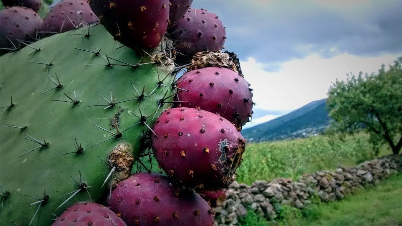 Producción de Tuna de Exportación Cap 92