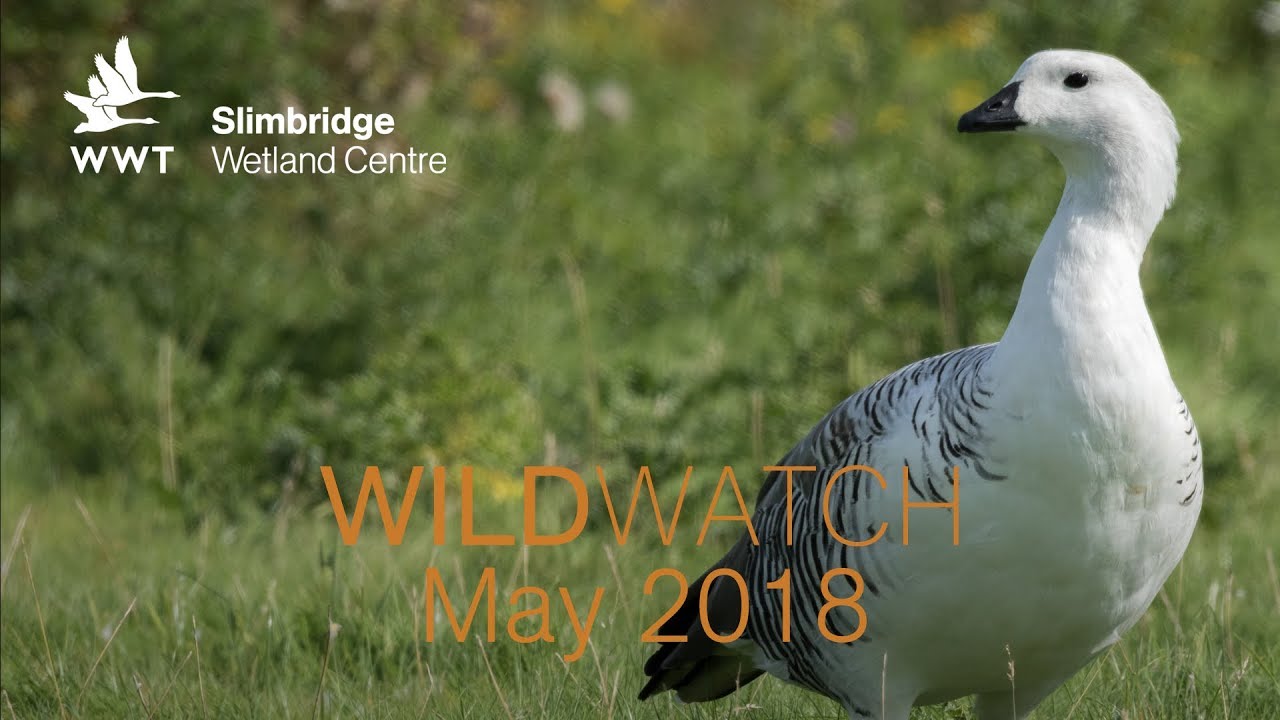 WWT WildWatch Slimbridge - May 2018