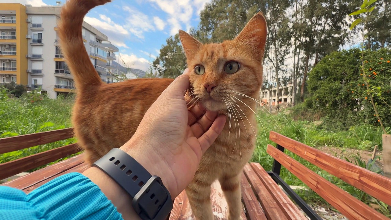 I Think Ginger The Cat Might Be Expecting… What Do You Think?
