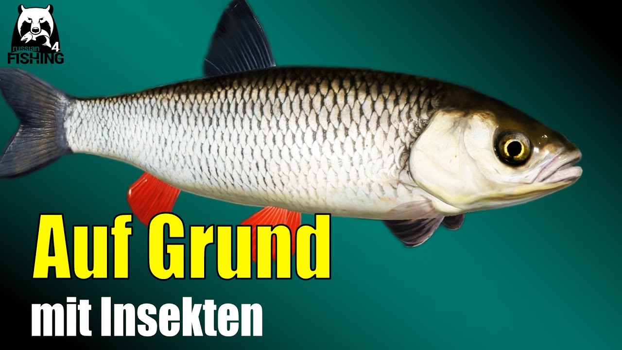 Russian Fishing 4 - Windenbach - Döbel auf Grund, Gundangeln mit Insekten