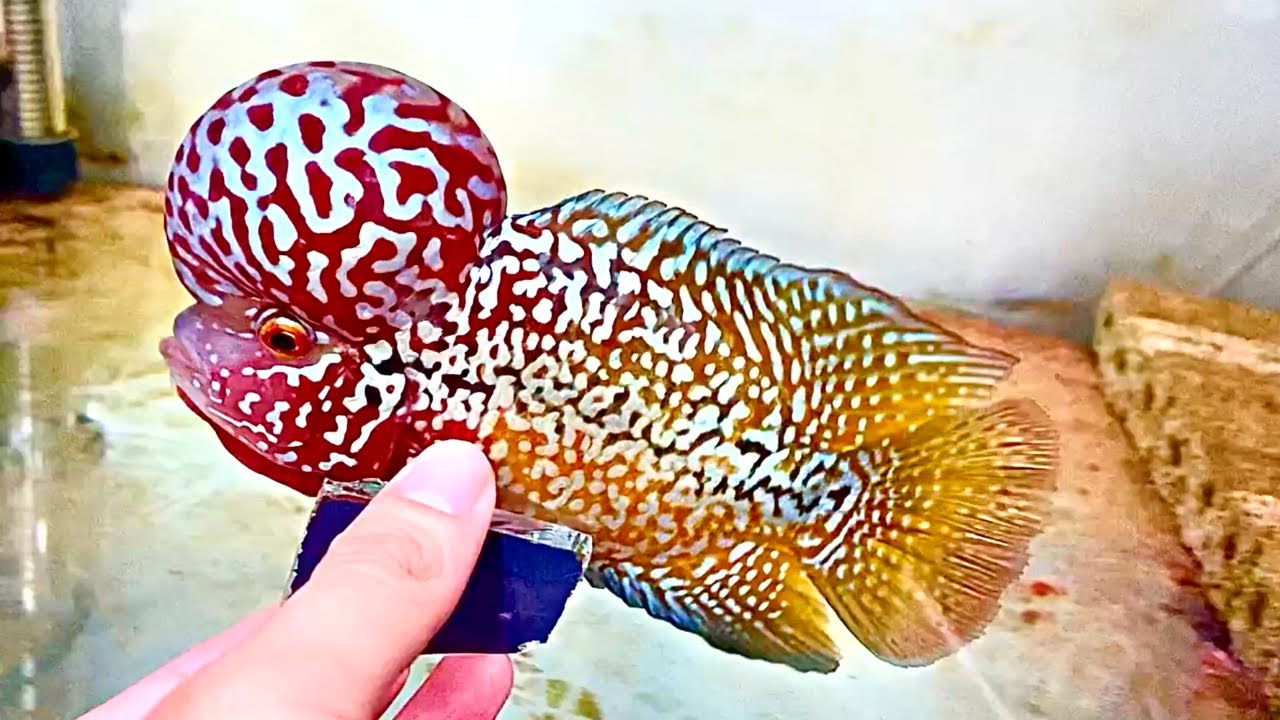 Top 7 Coolest F2 King Kamfa Flowerhorn Cichlids With Big Head