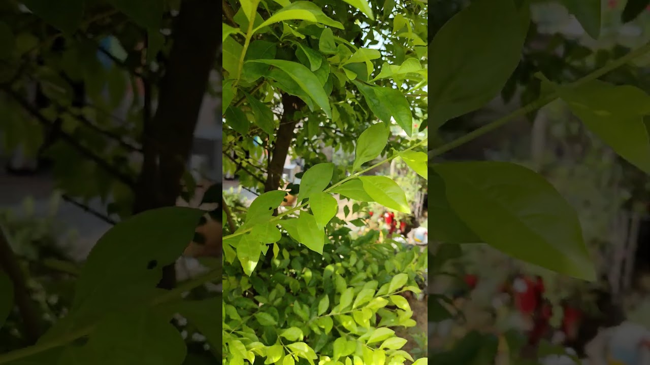 Garden overview #plantdevelopment
