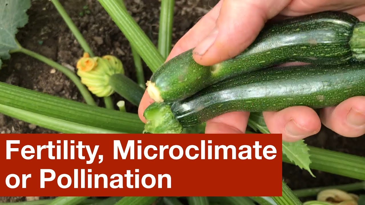 Fertility, Microclimate or Pollination