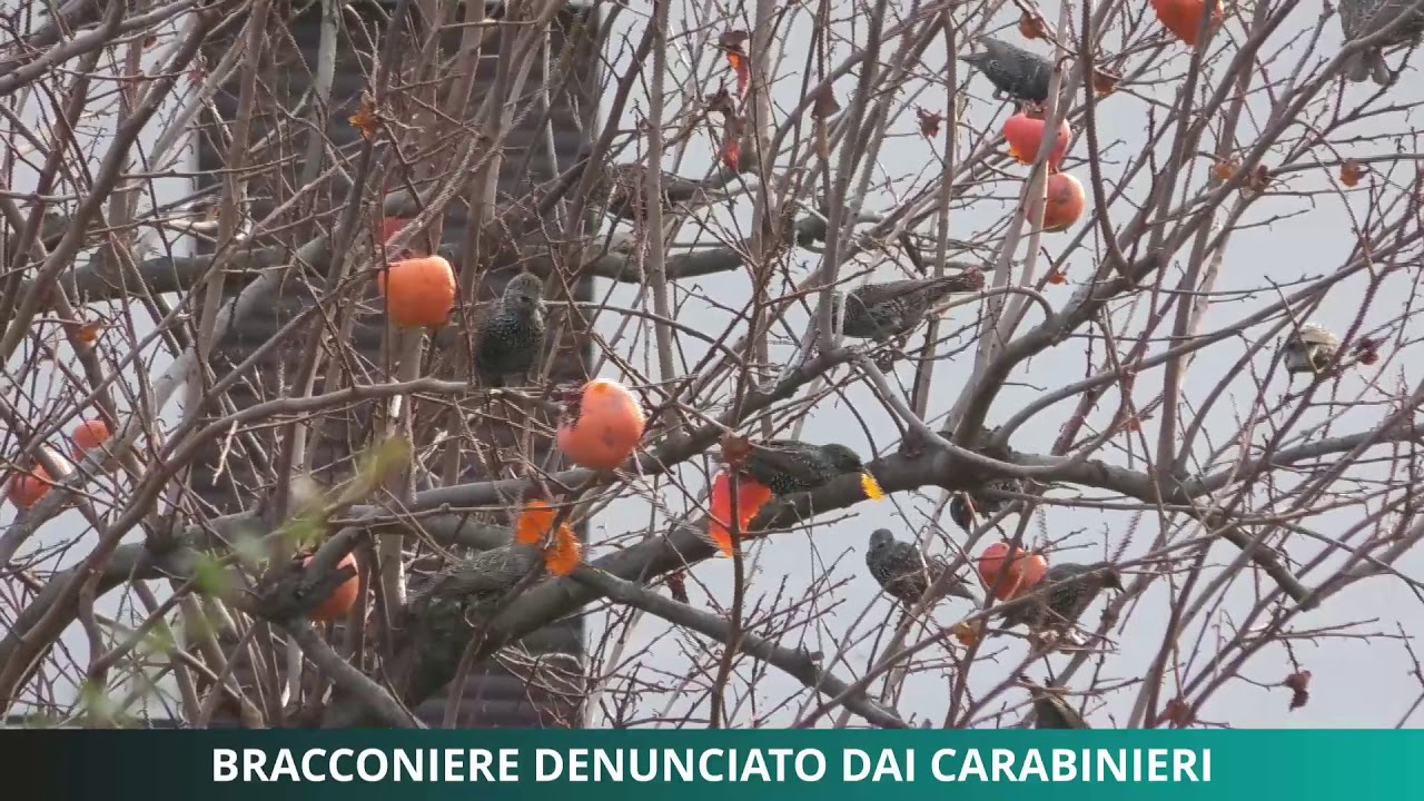 Preso bracconiere sulla Grigna