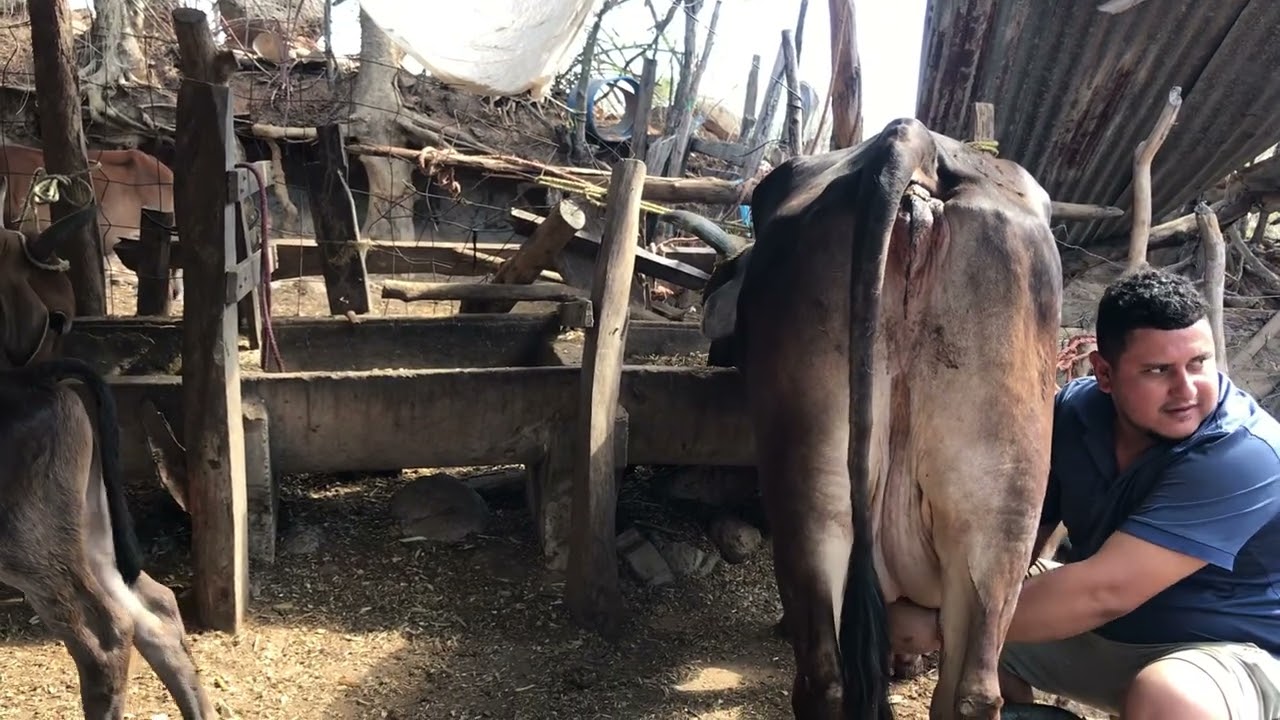 21 de febrero 2026 vacas de buena producción de leche 
