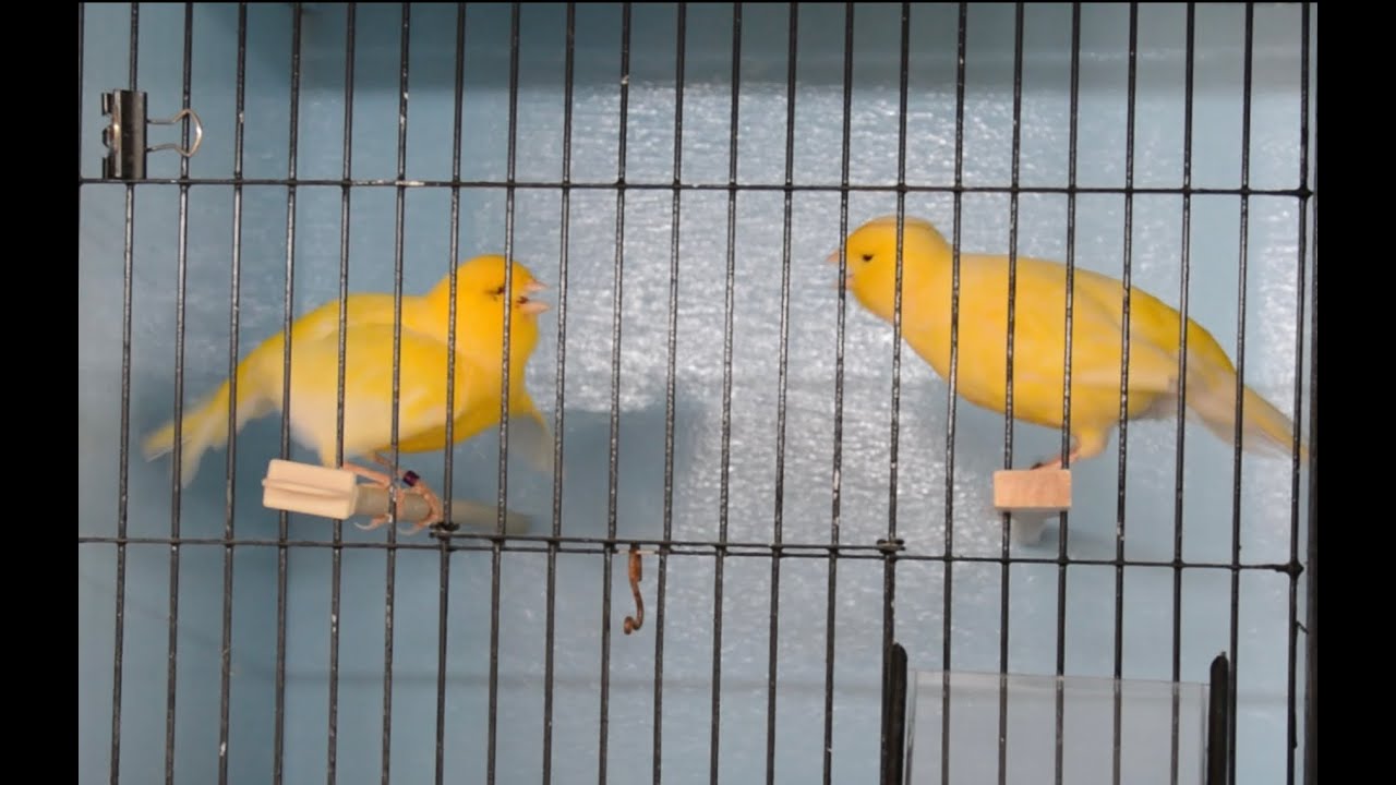 The Border Corner - Part 8 :  Breeding Woes