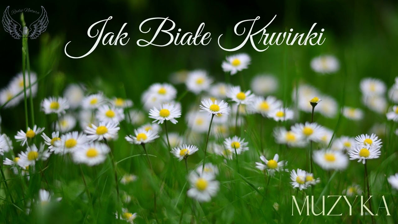 Jak Białe Krwinki