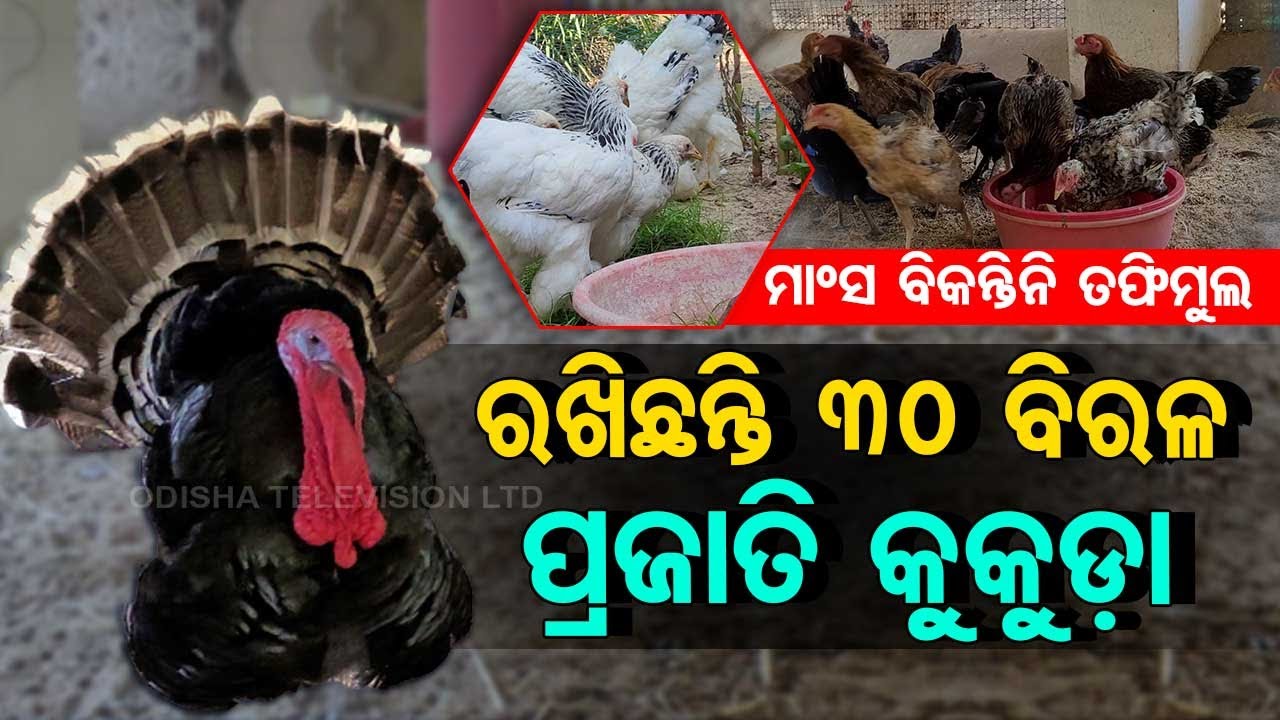 Rare species of chicken raised by farmer in Odisha's Salepur