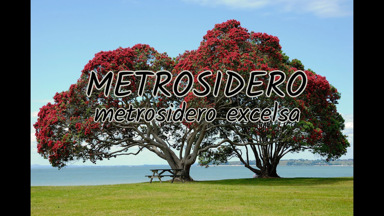 9.-METROSIDERO// Metrosidero excelsa