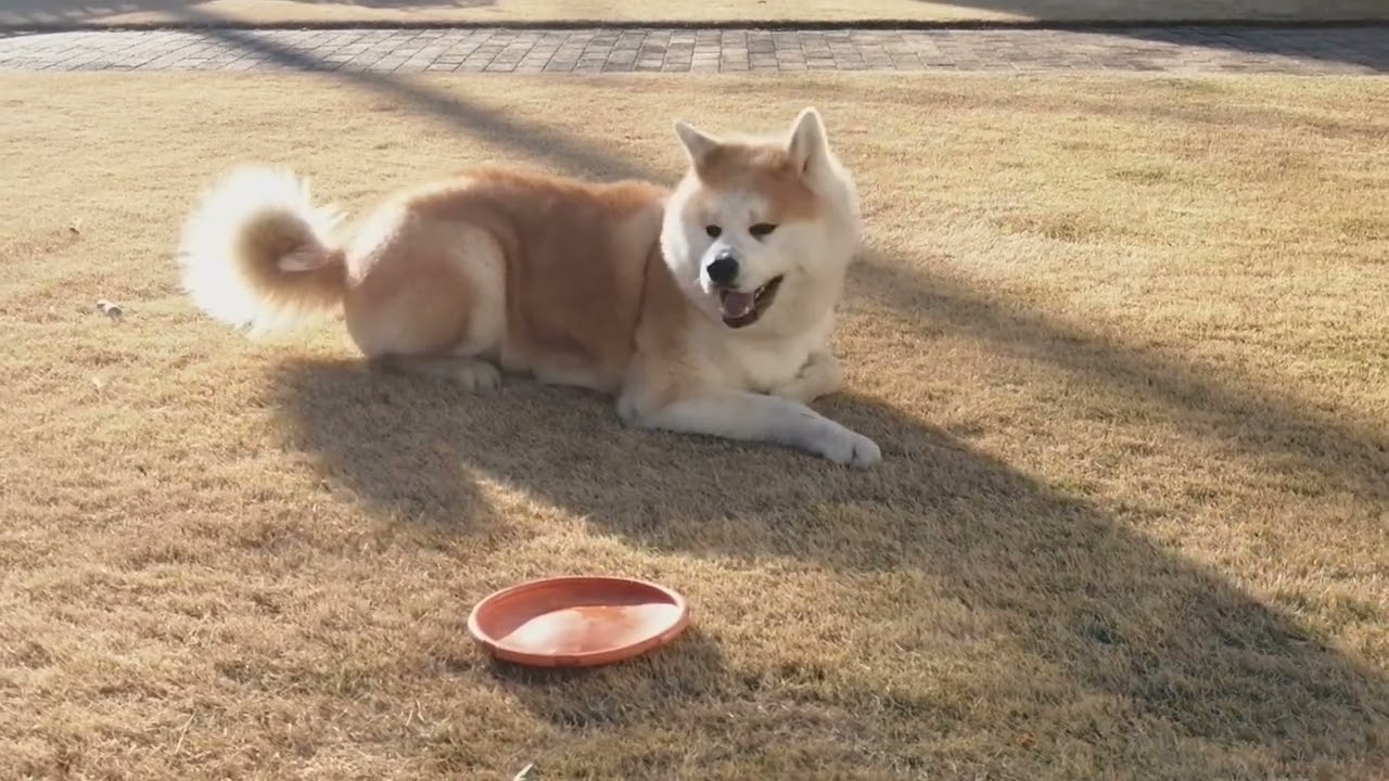 正月も終わりなので秋田犬に襲われてみた。