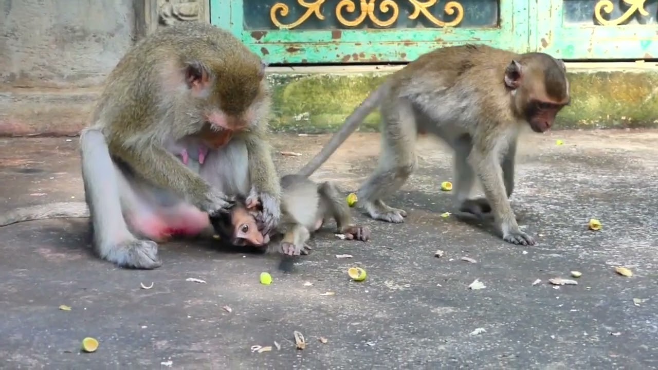 Mama monkey Teva is good protect her little baby