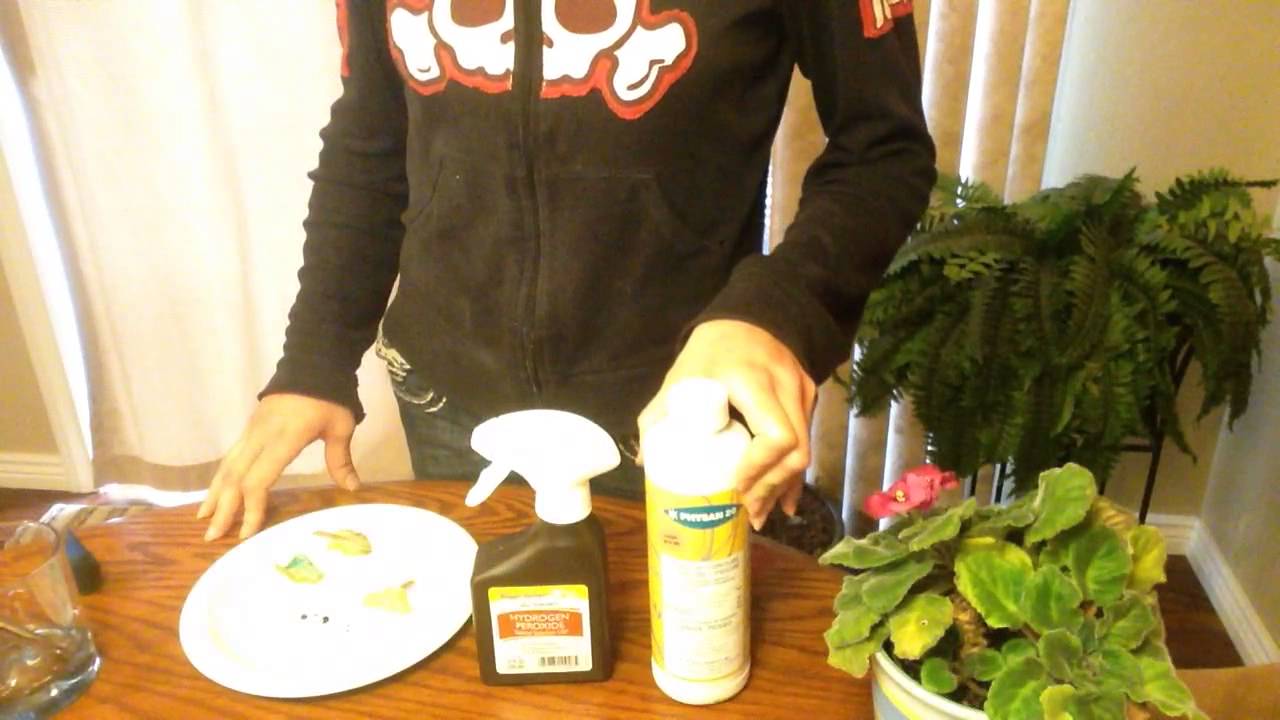 Orchid Problems: Bacteria or Fungus? How to easily tell the difference.