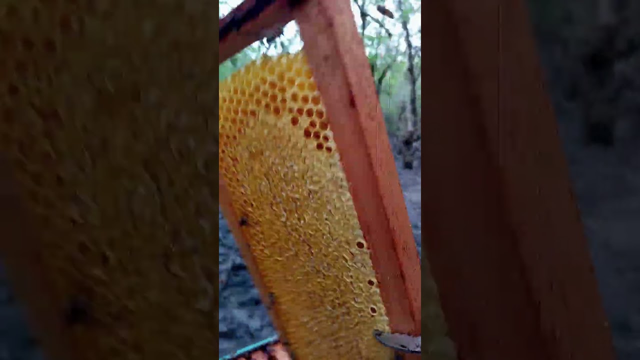 temm méllll🐝🐝
