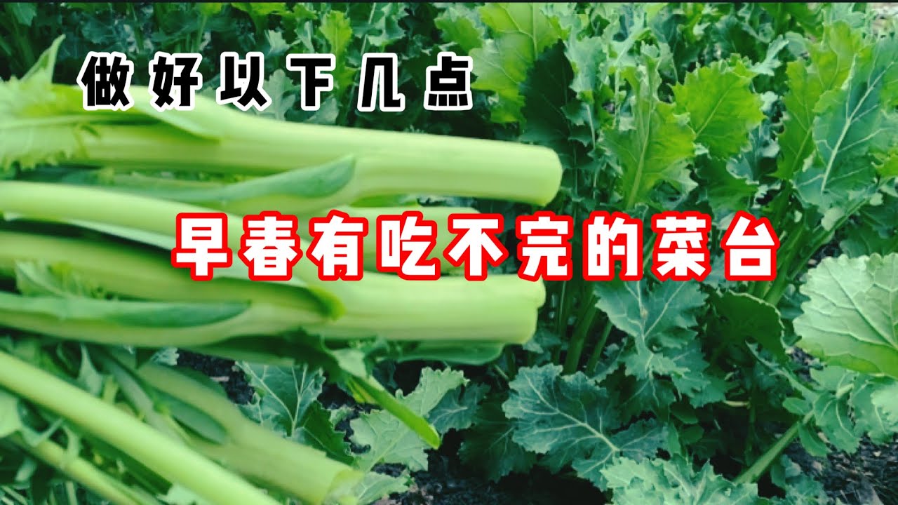 做好以下几点，早春有吃不完的菜台！德国芥蓝菜台的详细解说！怎么让早春的菜台又粗又壮.
