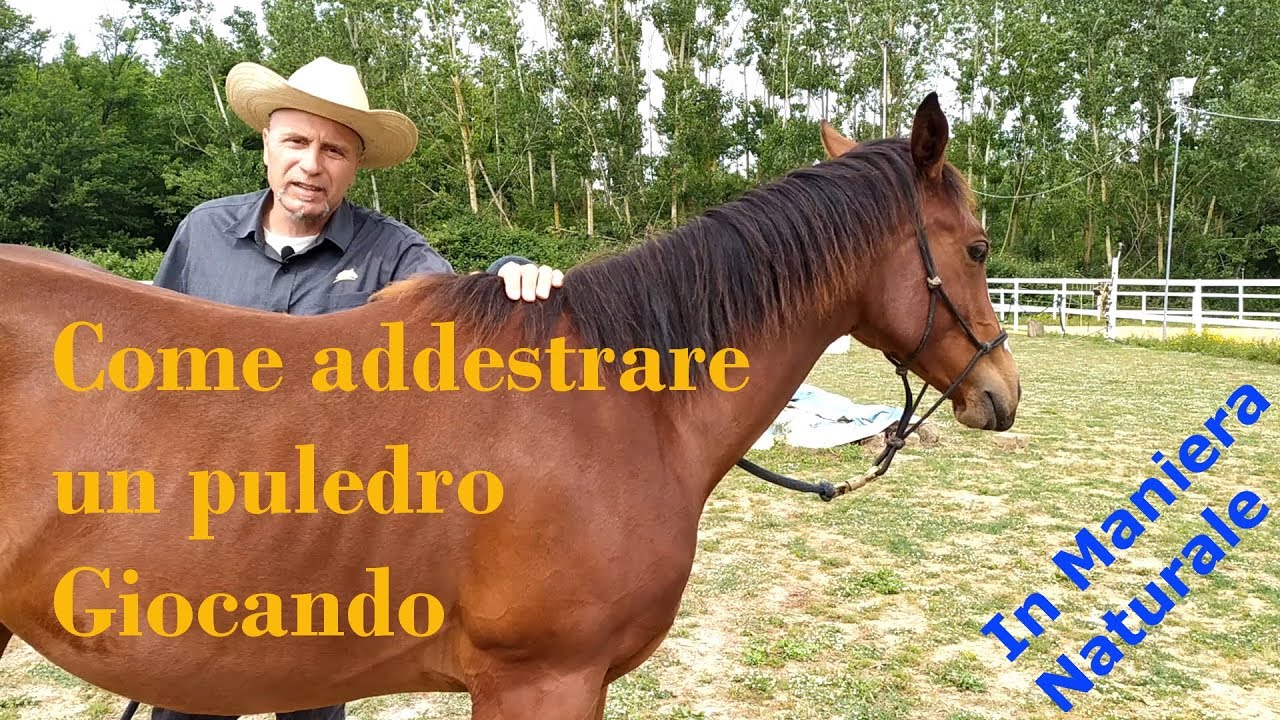 Come addestrare un puledro Giocando