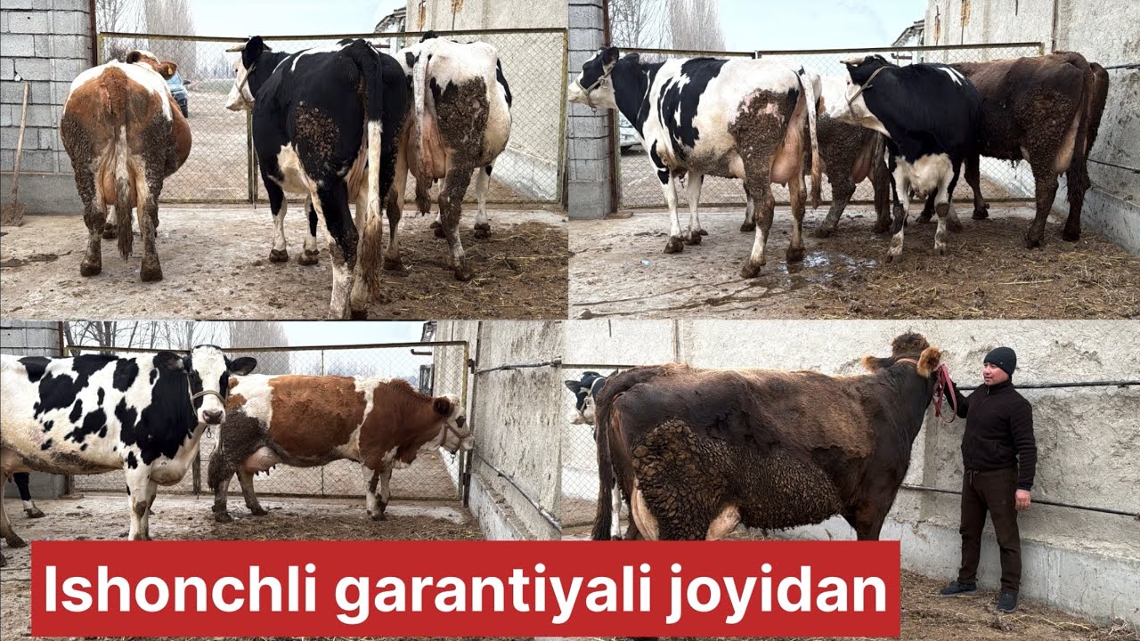 Barakali fermadan optim sigirlar