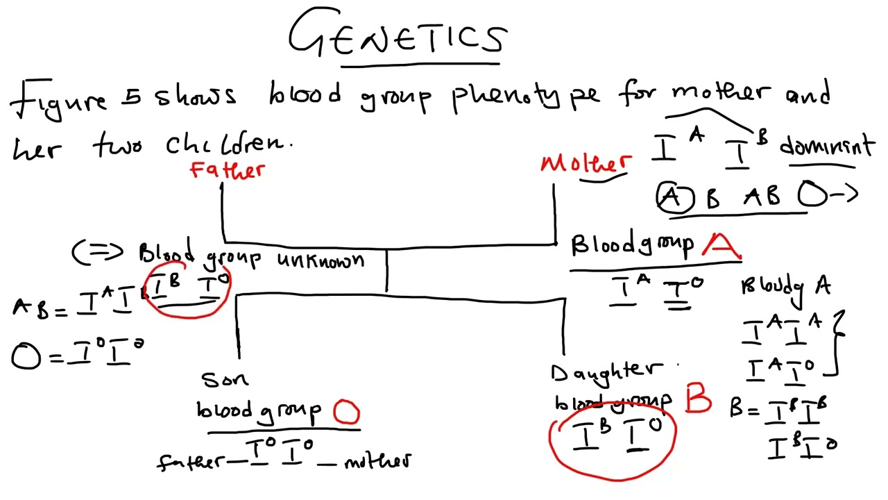 BIOLOGY -GENETICS || BLOOD GROUP INHERITANCE||