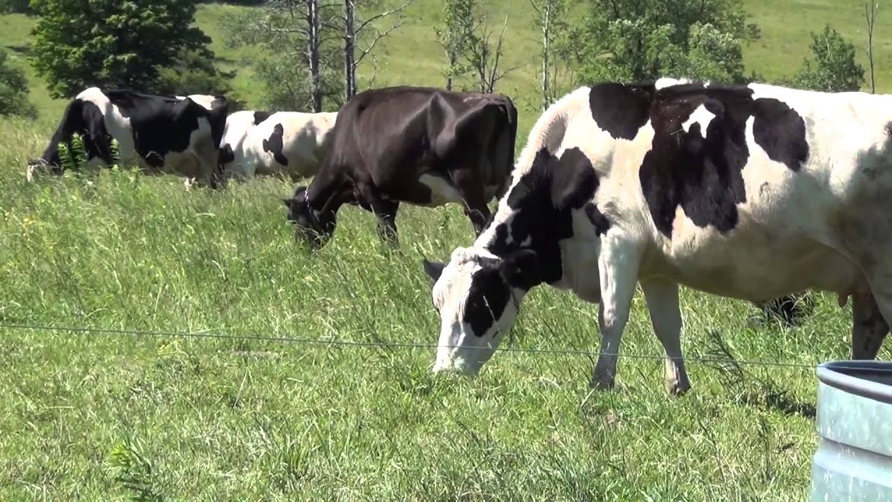 Cornell Small Farms: Gravity Based Watering Systems