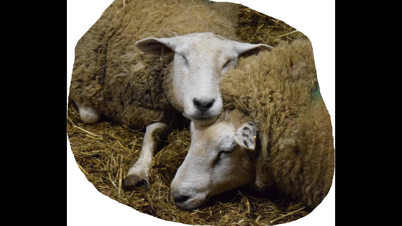 Sheep on a shoestring part 4