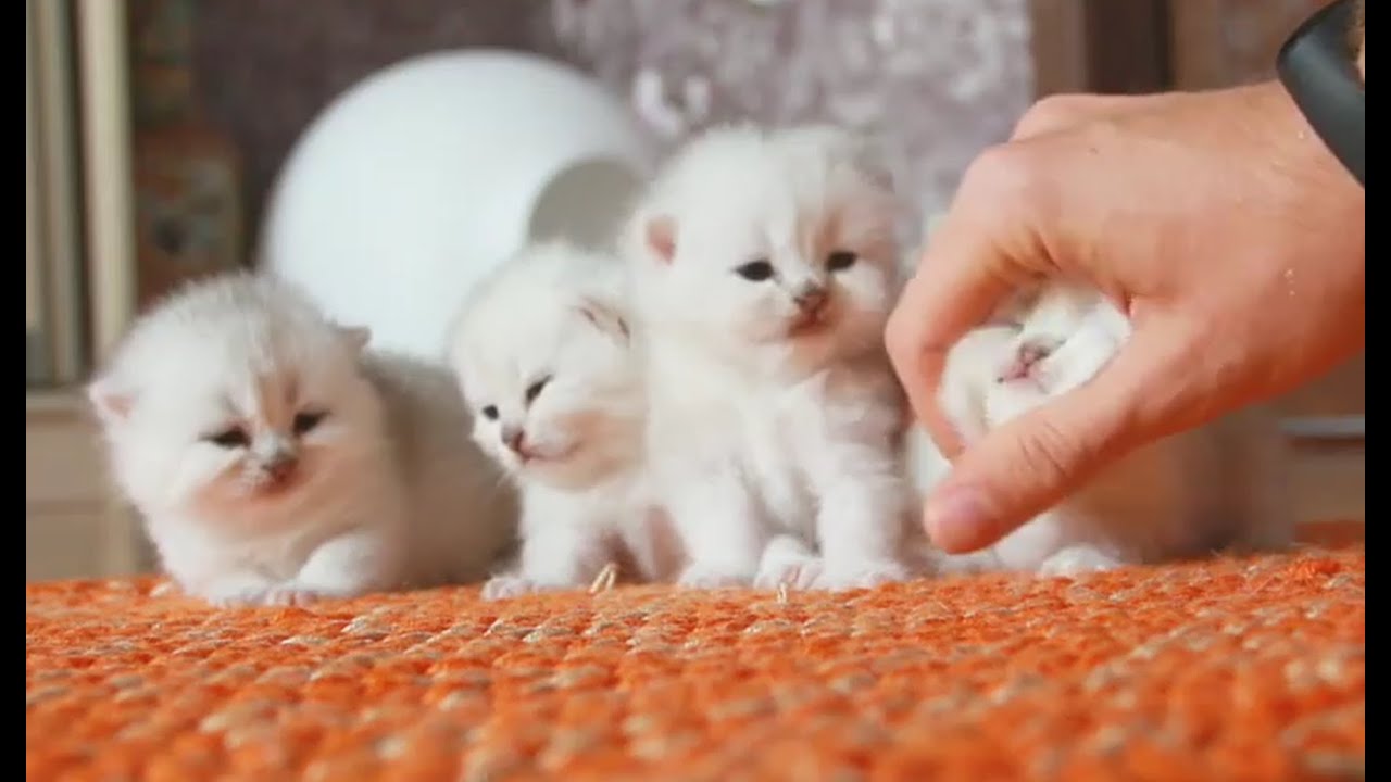 主人把小猫拿出来逗弄，猫妈妈担心把它们都叼回窝里，太可爱了