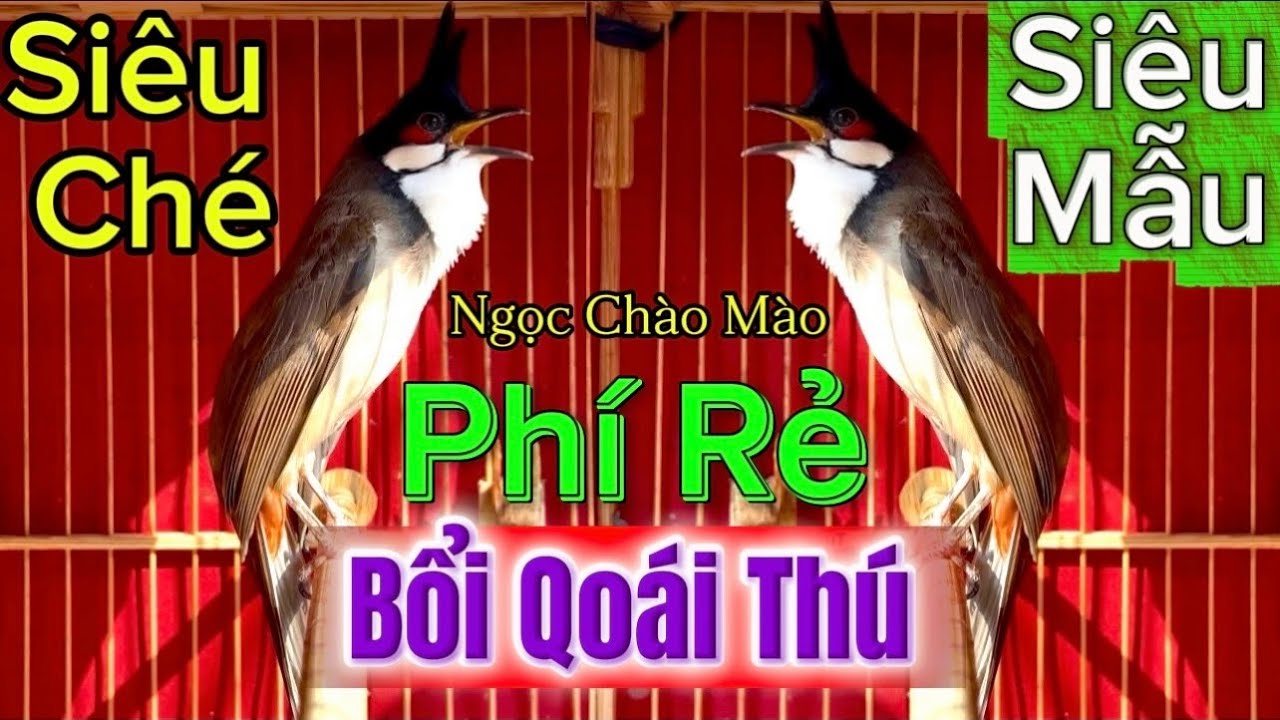 1/2 Siêu Phẩm Bổi Đại Bàng-Phách Chơi Siêu Xoè Cánh Nhậy Xoè Đuôi/Siêu Máy Ché-Phách Chơi Nhẩy Cóc