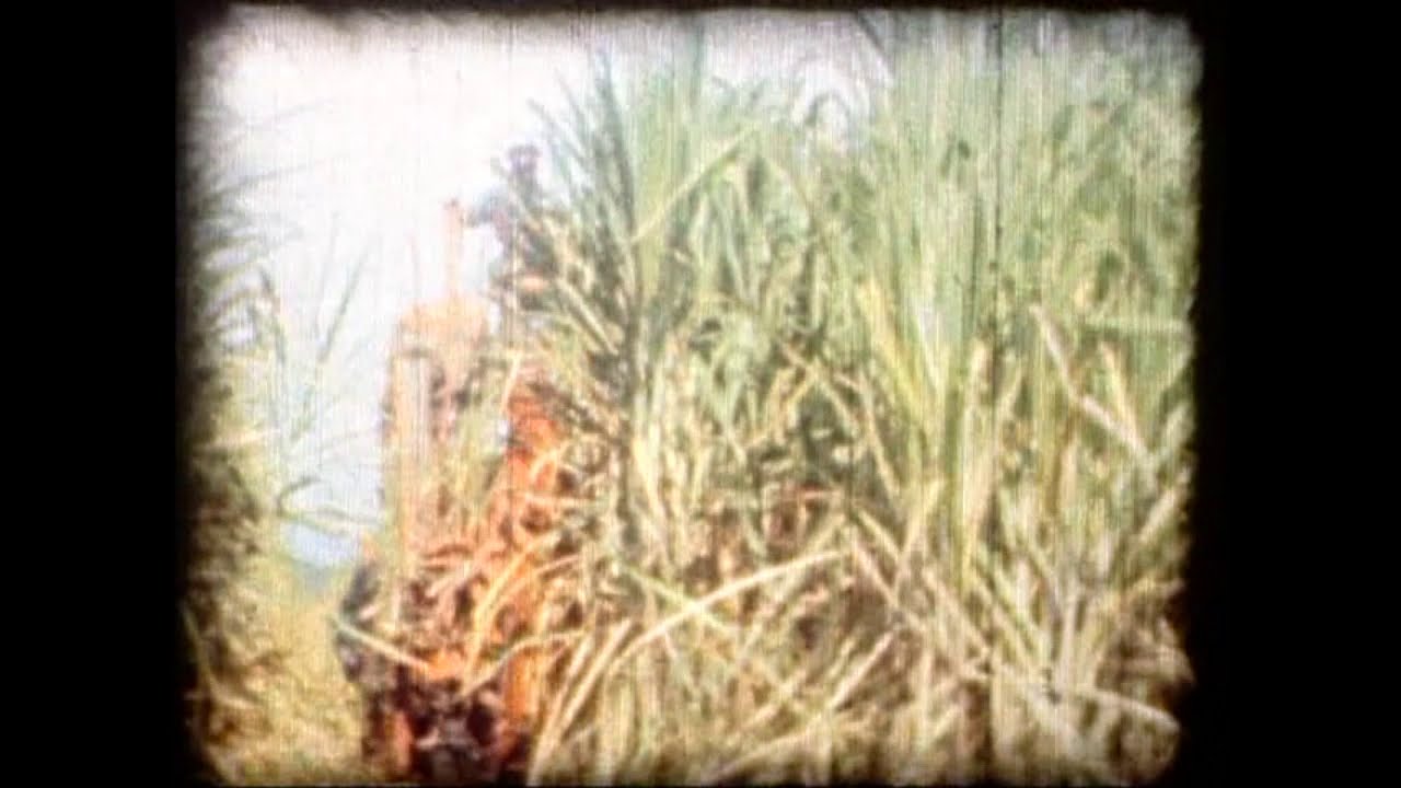 1950's Sugarcane Harvesters