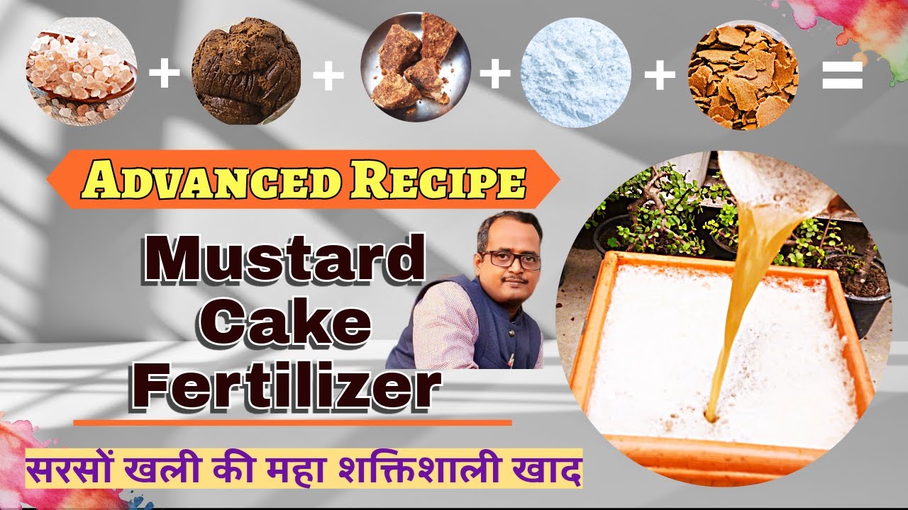 Advanced Recipe of Mustard Cake Fertilizer. सरसों खली की इस खाद का कोई मुकाबला नहीं. Must try!!