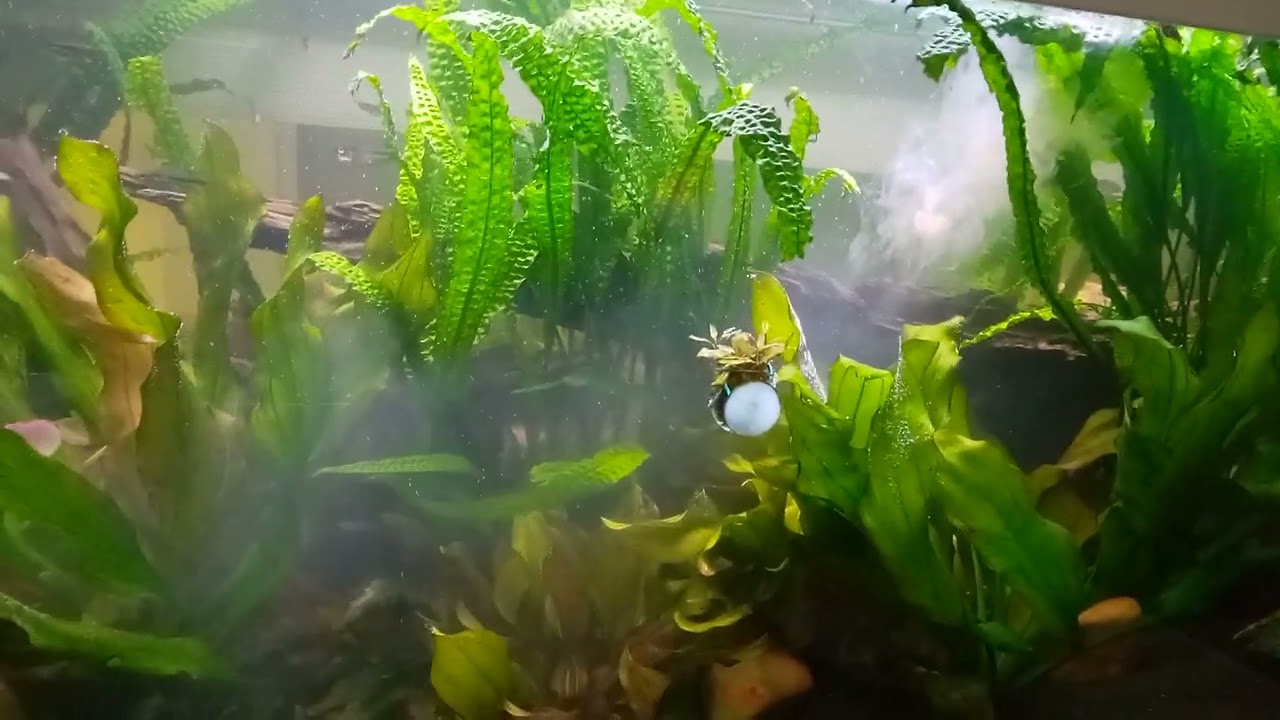Lebende Filterbakterien ins Aquarium bringen.