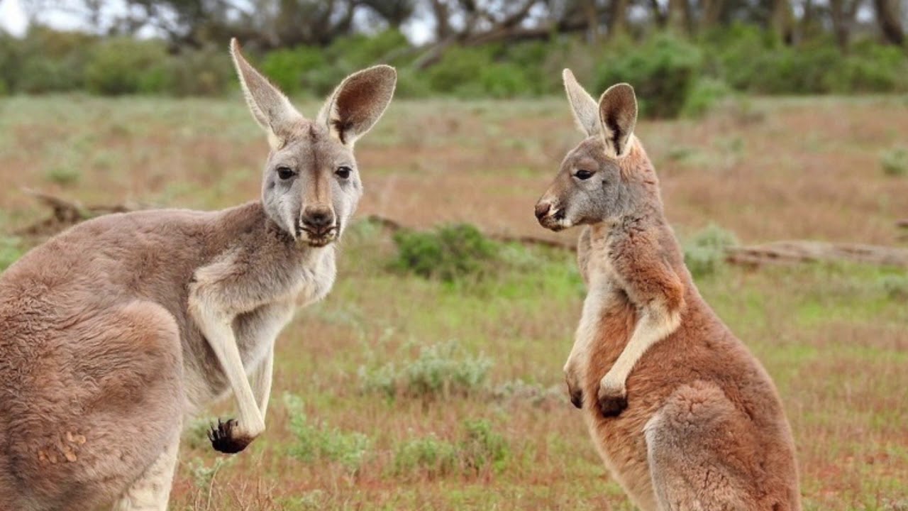 Kangaroos - Carnival of the Animals