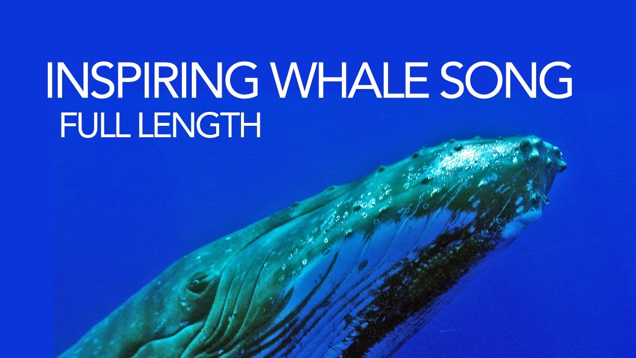 Whale song - full length humpback whale song - soothing sounds of the sea for meditation