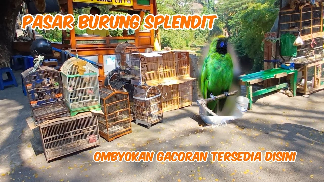 LIHAT BURUNG OMBYOKAN MALAH KETEMU CUCAKIJO GACUR DI PASAR BURUNG SPLENDIT