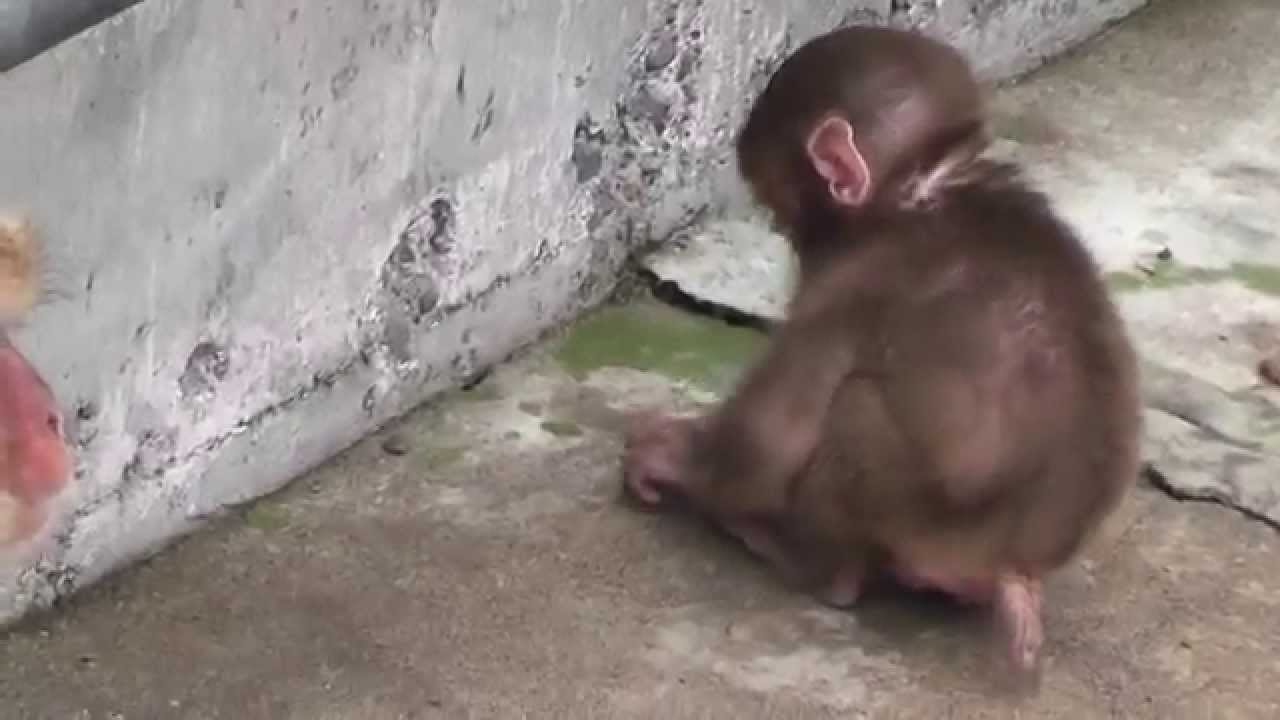 Baby Monkey. ニホンザルの赤ちゃん2014（釧路動物園）⑪