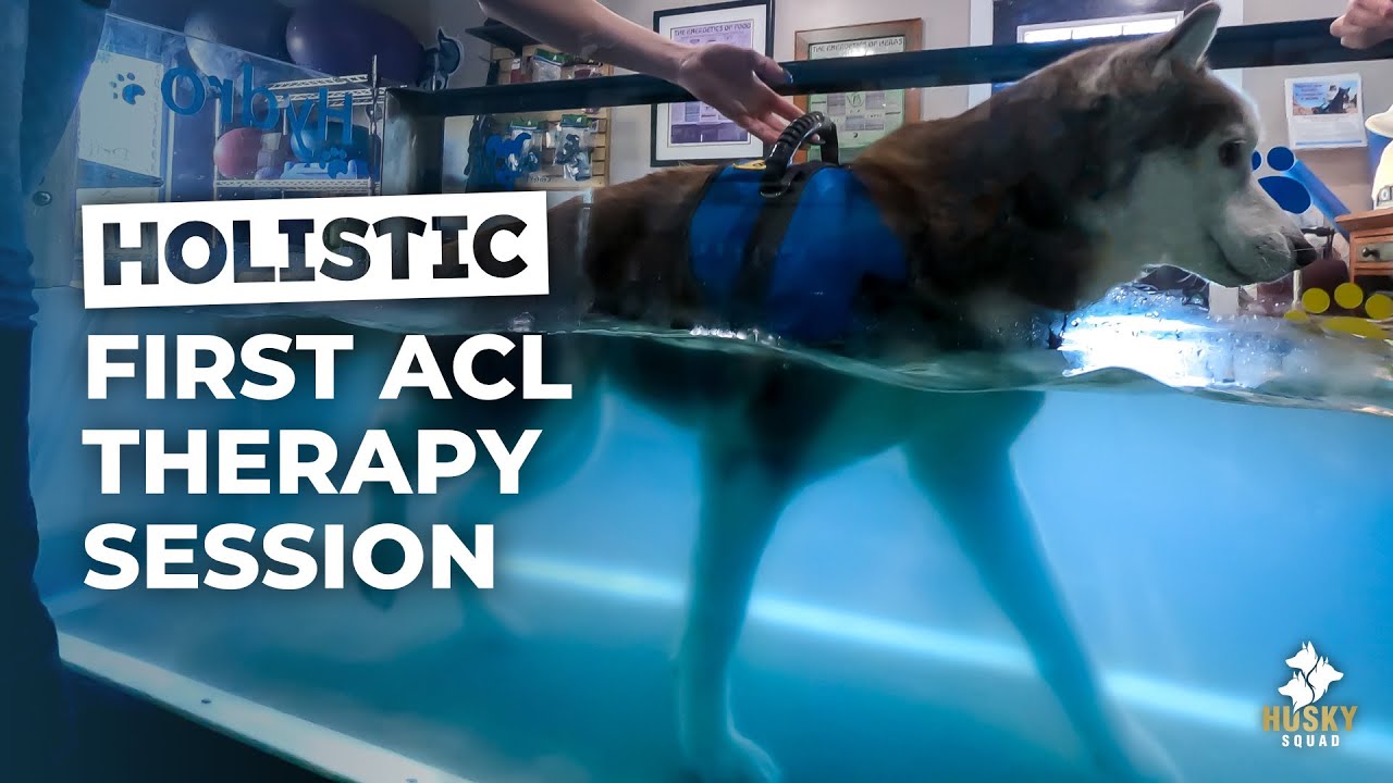Underwater Treadmill Dog ACL Recovery Without Surgery | HUSKY SQUAD Vlog