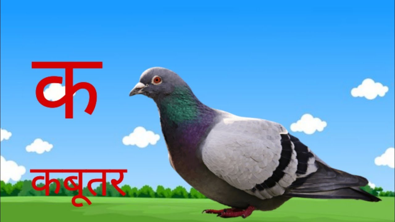 हिंदी वर्णमाला क से कबूतर ख से खरगोश ग से गमला/hindi varnamala ka se kabutar kha se khargosh/vanjan