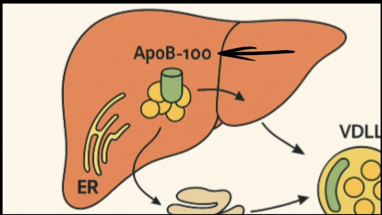 Sintesis de lipoproteinas en el Higado