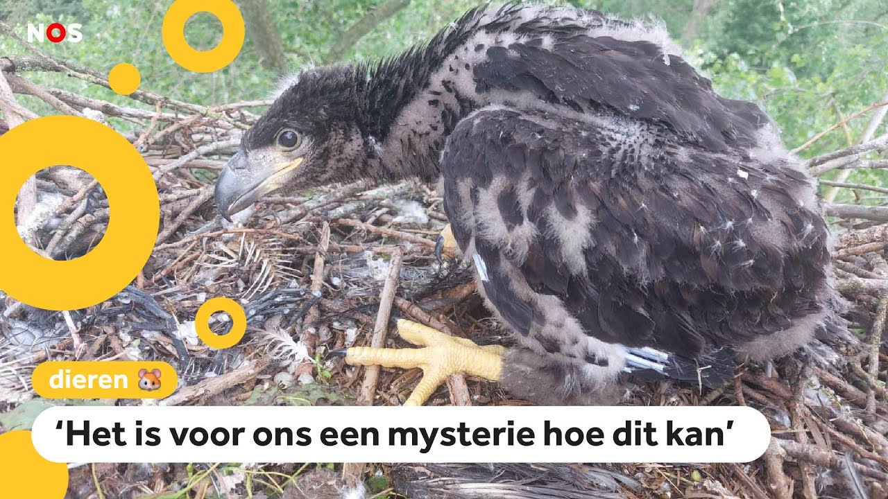 Goed nieuws over de grootste roofvogel van ons land