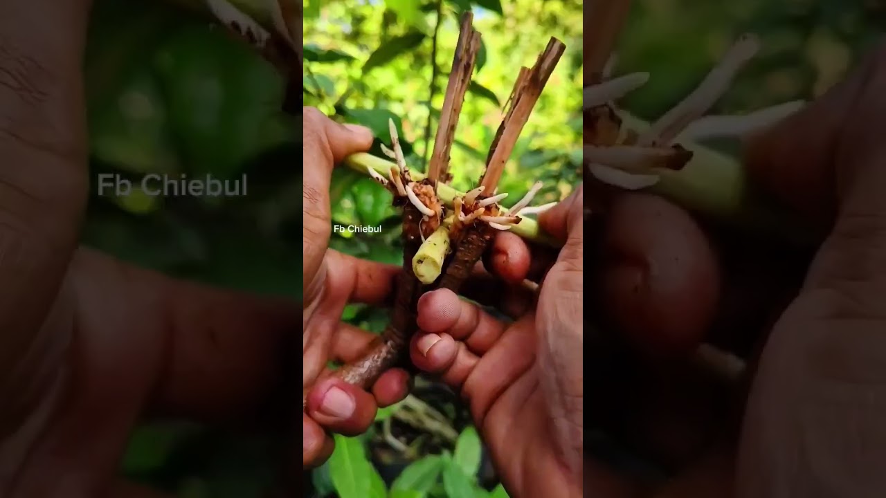 Magia Waru Bonsai: Jak podział łodyg może zrewolucjonizować Twoją kolekcję.
