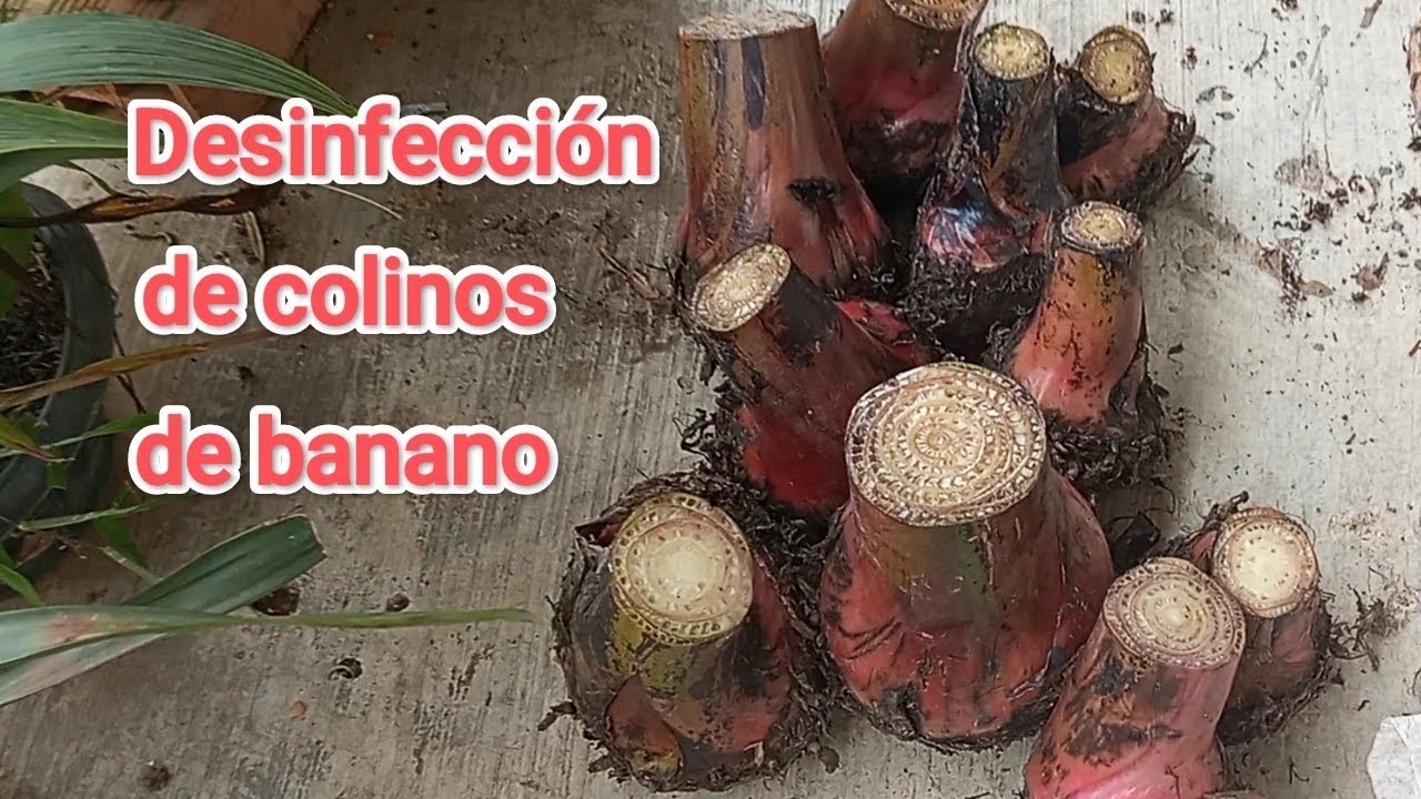 Cómo desinfectar colinos, semilla de banano o de plátano