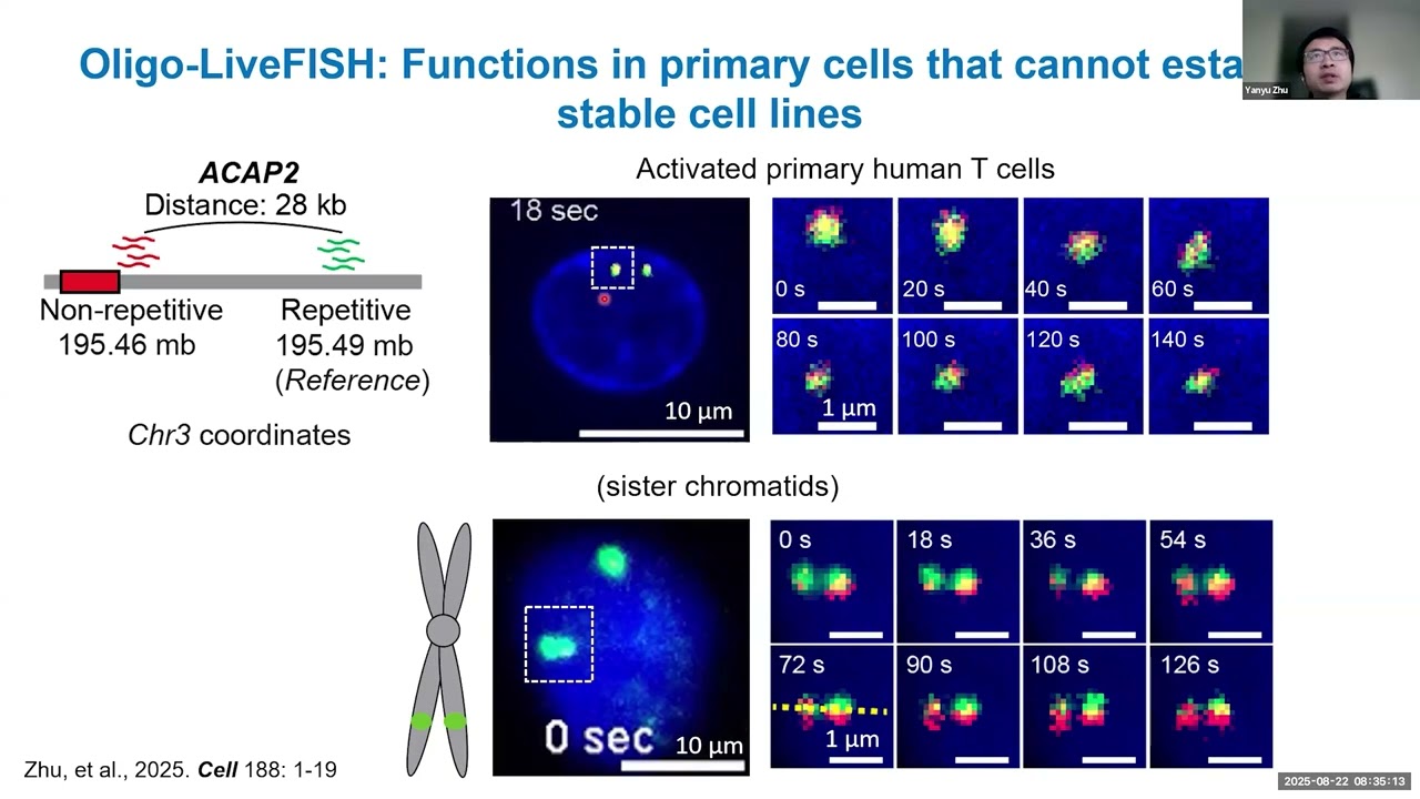 High-resolution Dynamic Imaging of Chromatin DNA Communication using Oligo-LiveFISH