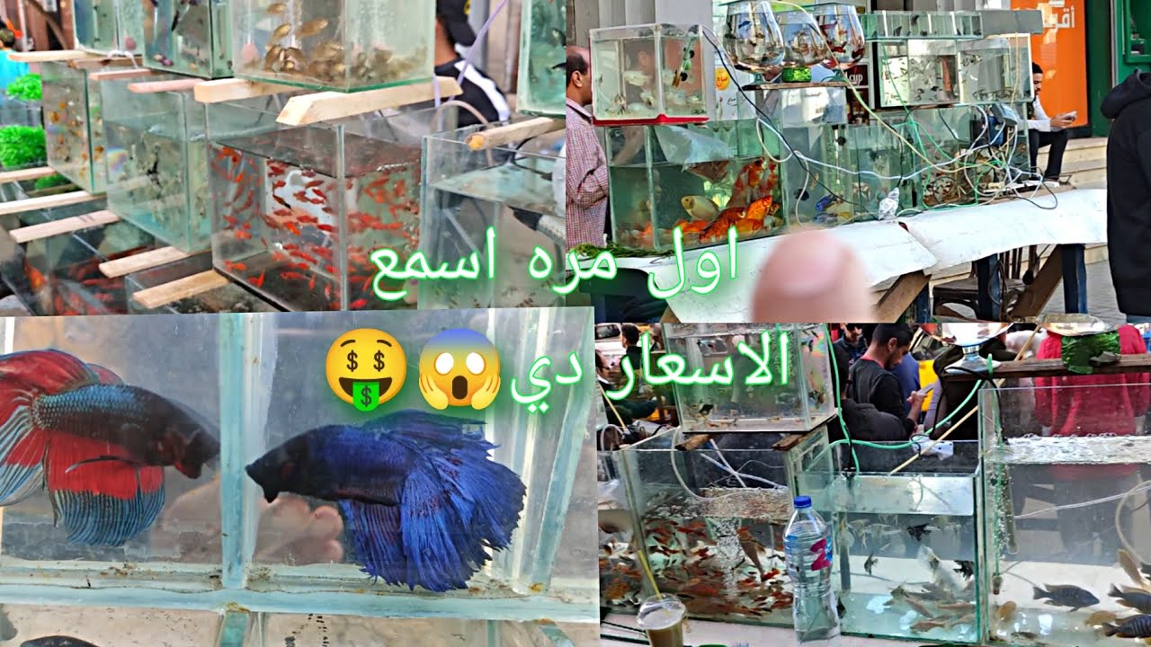 اسعار سوق الجمعه في اسكندريه اسماك الزينه انفجار في الاسعار وسبب الانقطاع🍂✨
