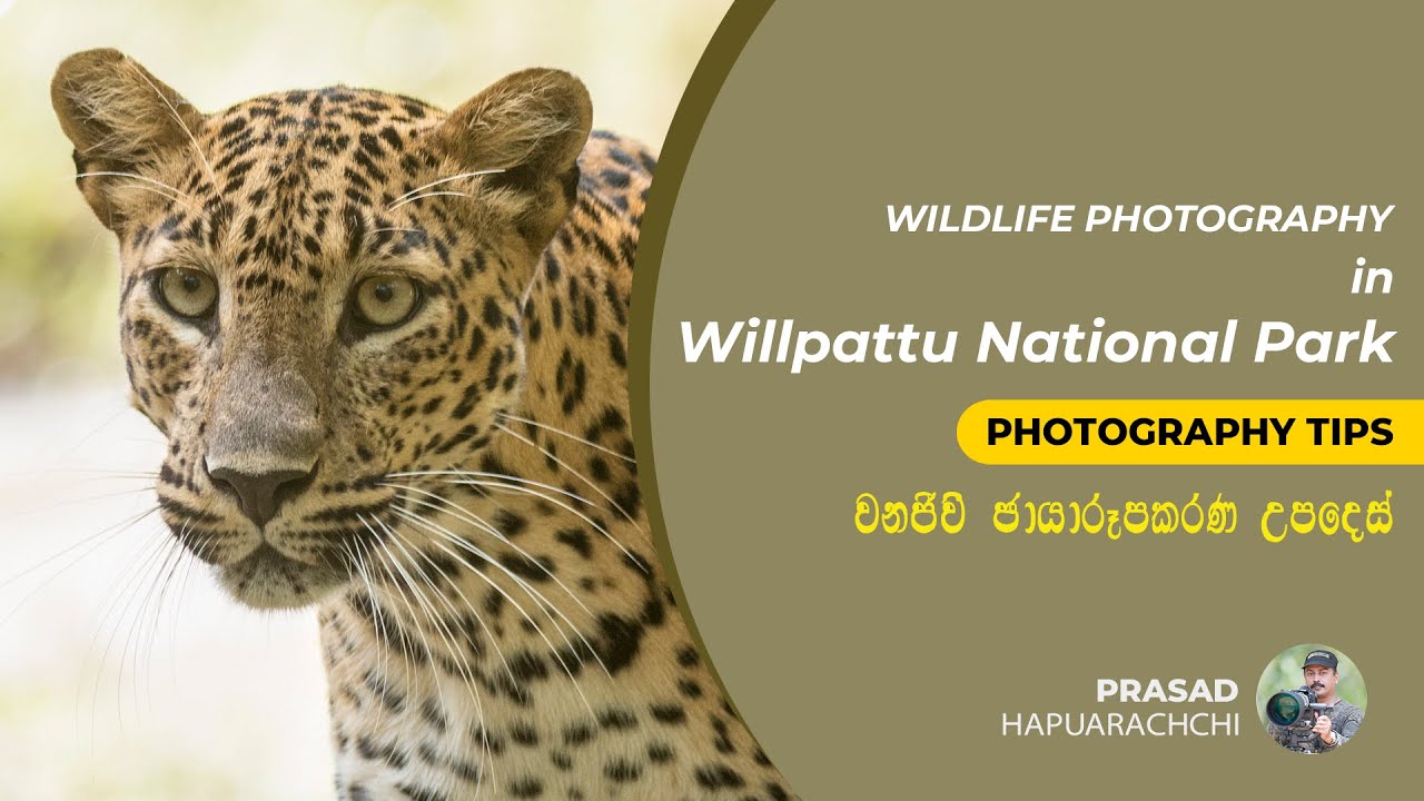 Tips for Wildlife Photography in Wilpattu National Park
